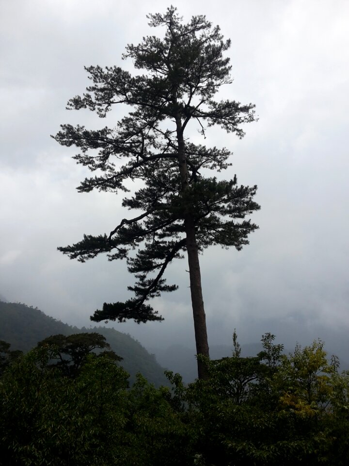Mountaineer fog nature