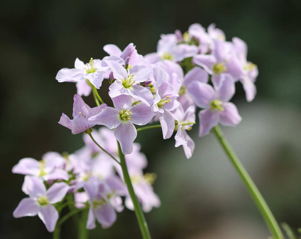 Smock light purple macro