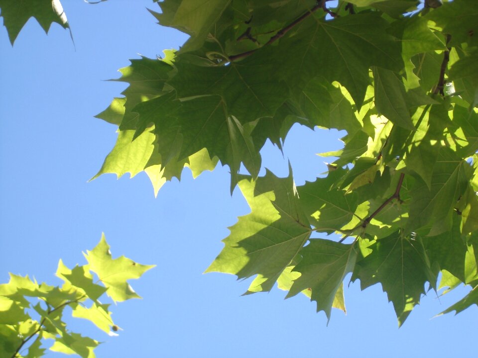 Nature green blue sky background