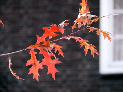 Red leaves fall colors photo