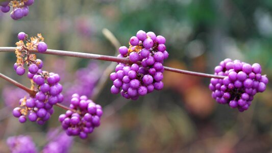 Winter violet tree