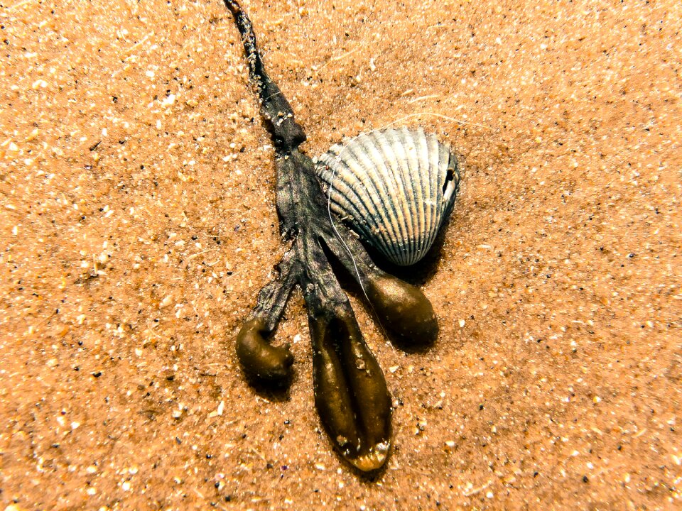 Seashell sand beach macro photo