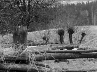 Tree forest trees