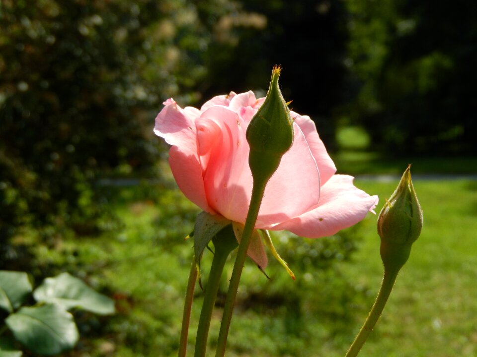 Park plant flower