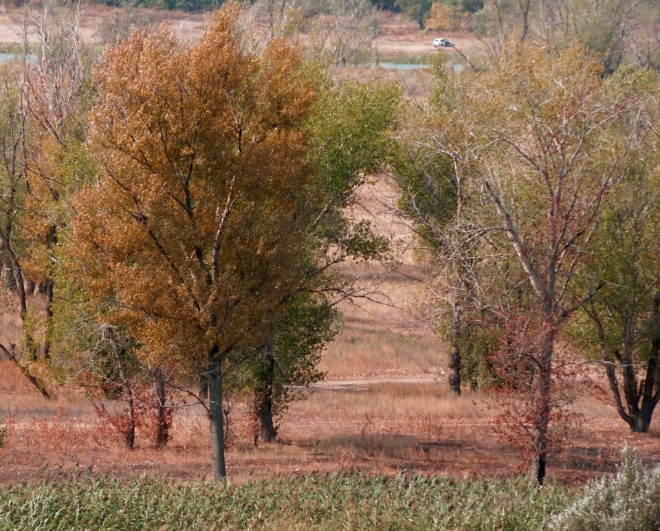 Leaves golden autumn nature