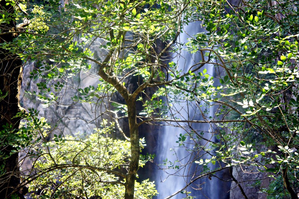 Sun trees holiday