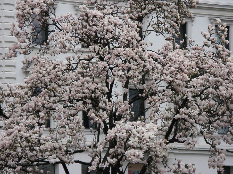 Flowers white spring