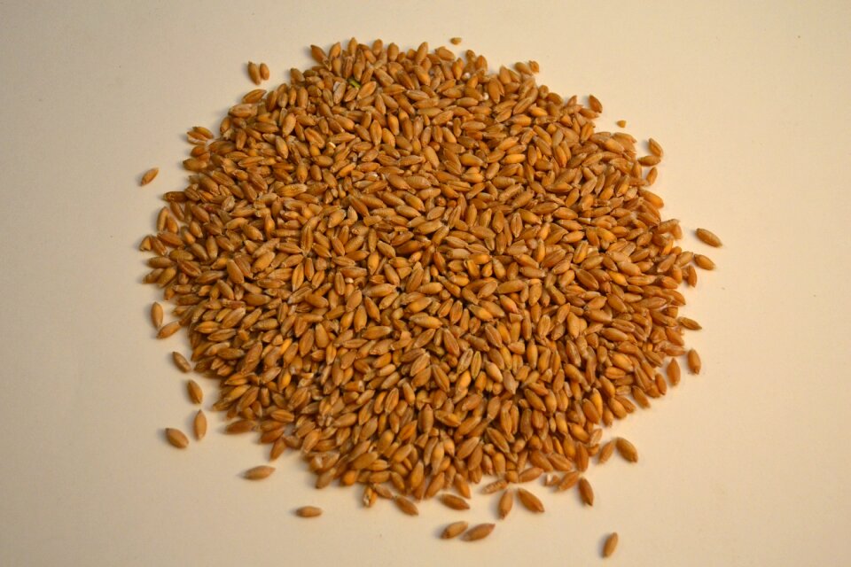 Grains organic