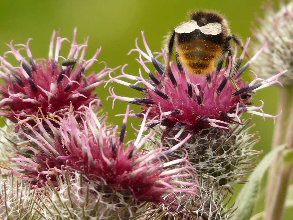 Bloom arctium tomentosum burdock