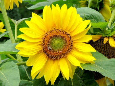 Flower sunflowers bloom