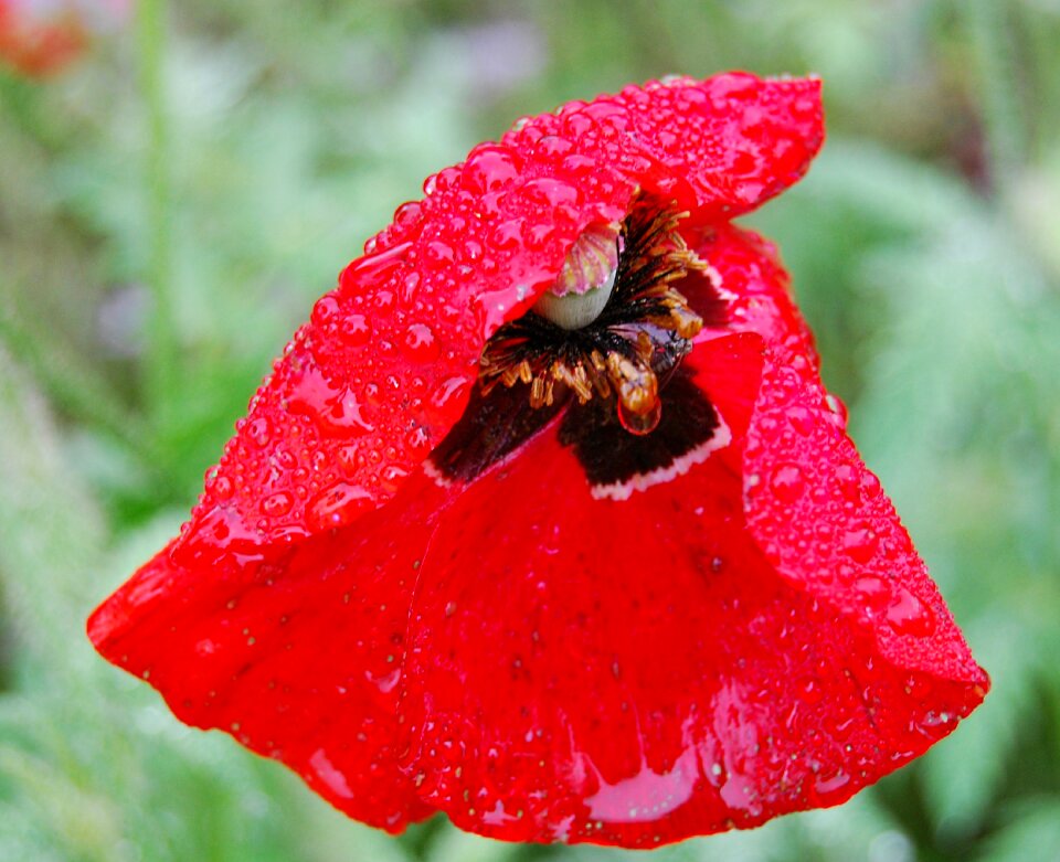 Raindrop drop of water mirroring