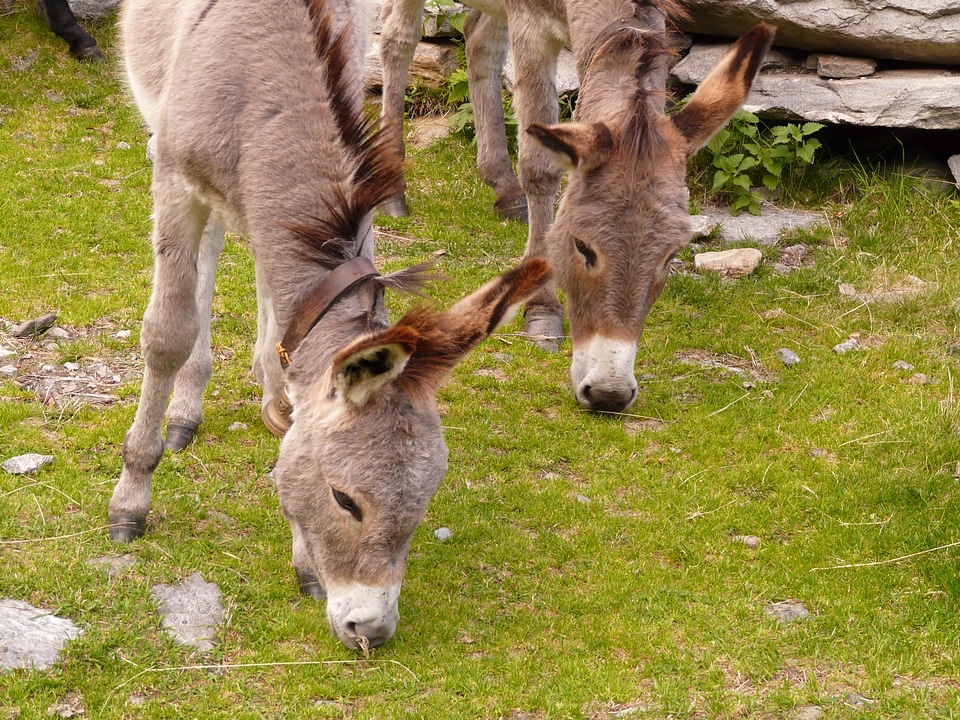 Animals flock group