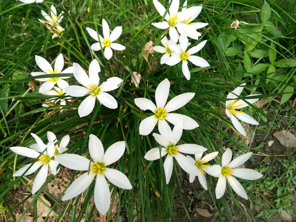 Flowering nature white petals
