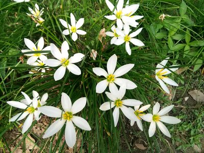 Flowering nature white petals