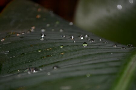 Green green plant raindrop photo