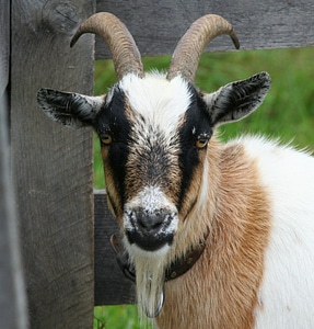 Domestic ram livestock