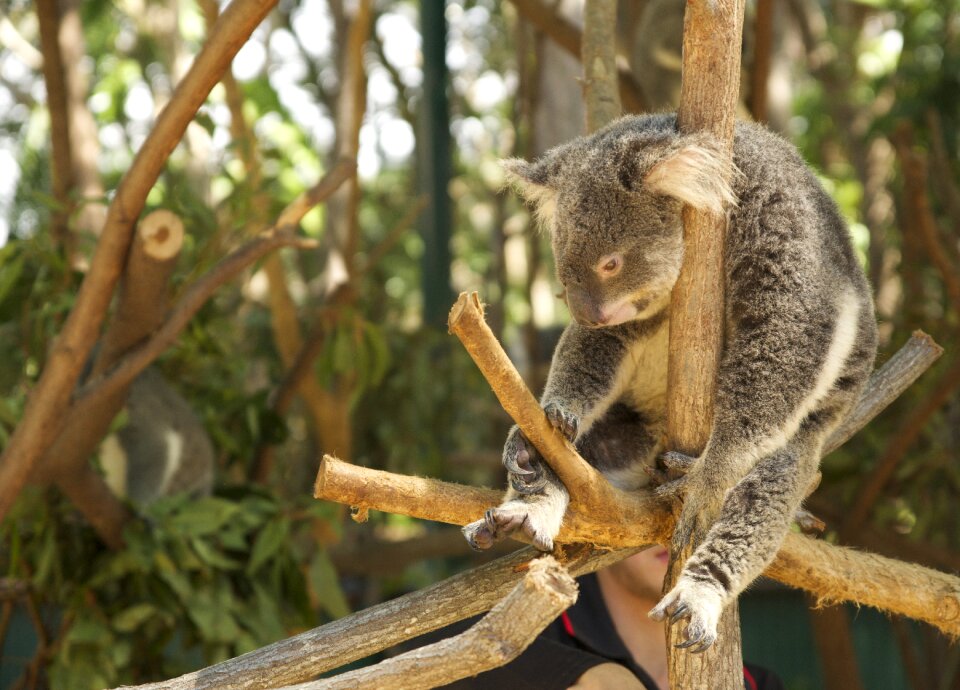 Koala laziness tired