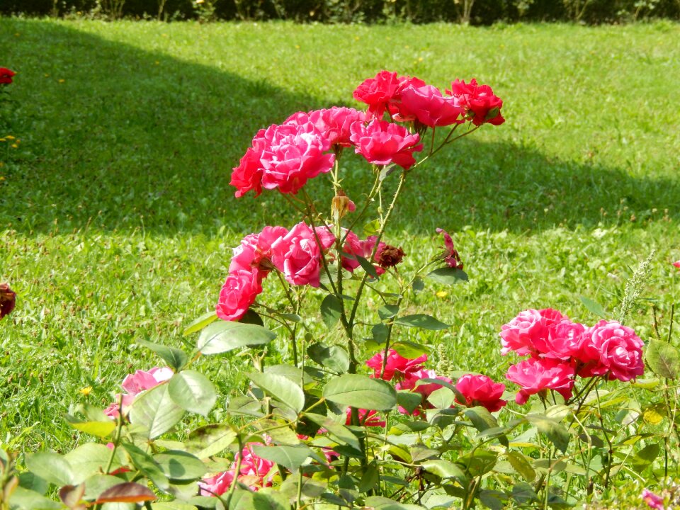 Flower rosebush flowers