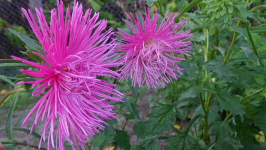 Pink tűszírmú aster