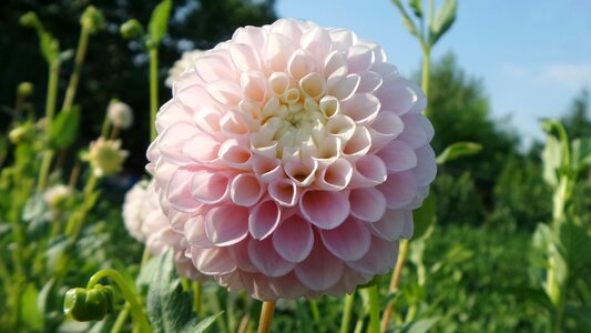 Cheerleading dahlia Free photos
