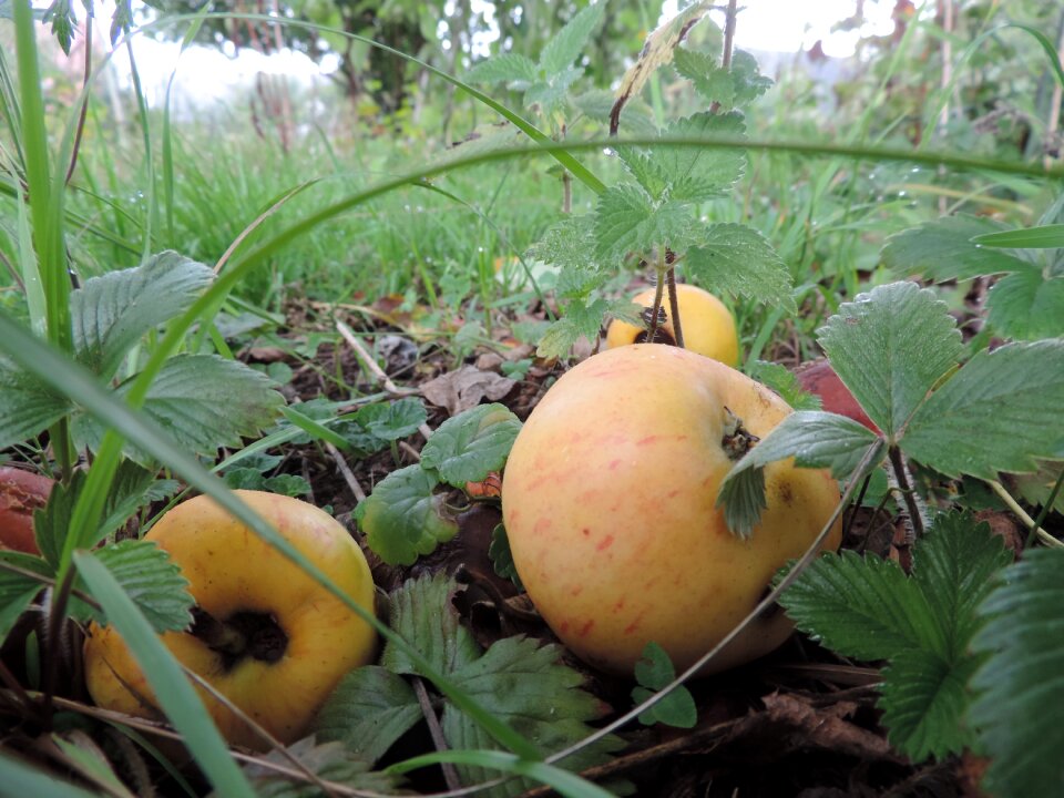 Apple windfall Free photos