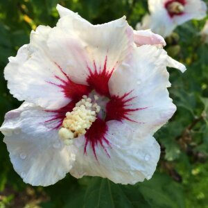 Bloom close up white photo