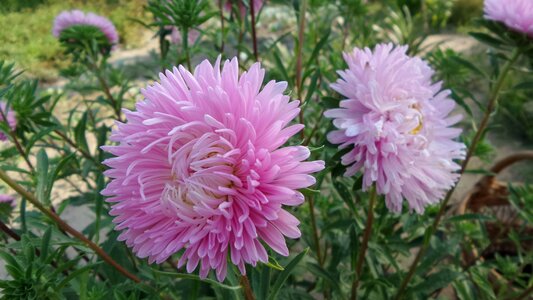 Annual aster pink