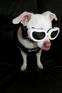 Sunglasses dog cute