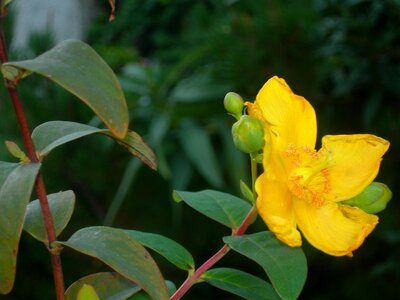 Buds night flowering