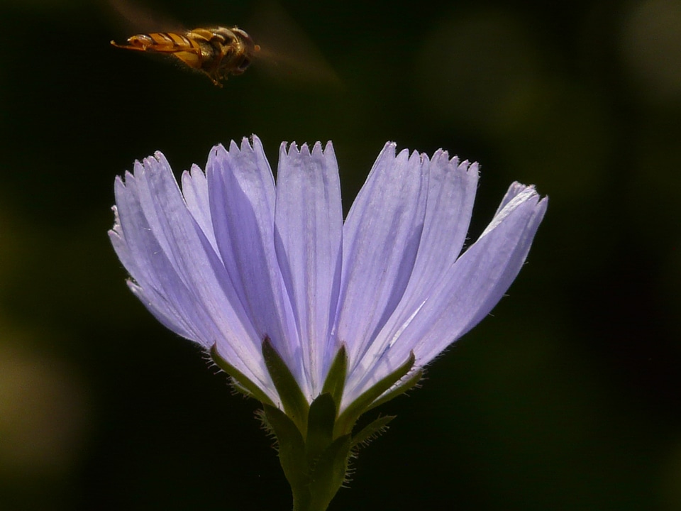 Hoverfly blossom bloom