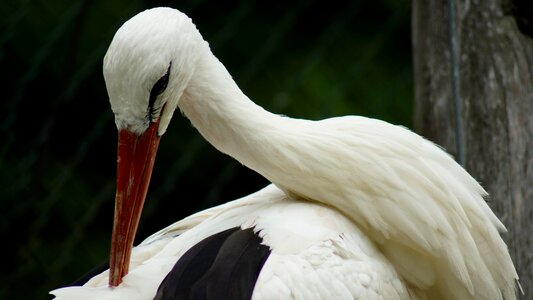 Beak bill white stork photo