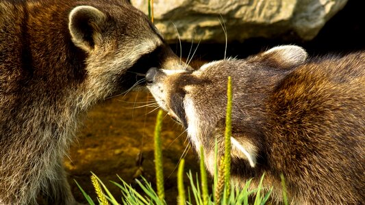 Nature wildlife racoon