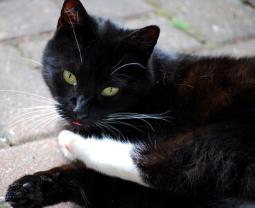 Black cat pet cat's eyes