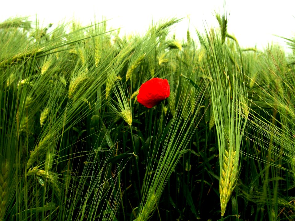 Poppy nature fields