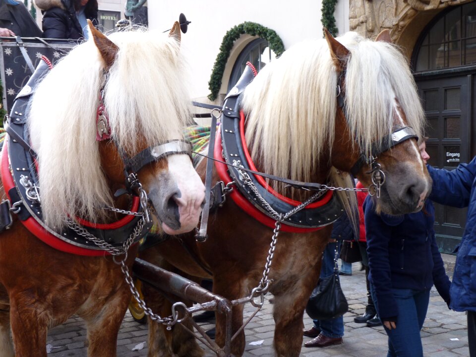 Horse drawn carriage blond mane old stagecoach horses