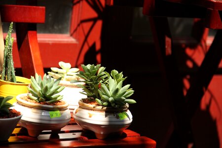Humanities old street succulent plants