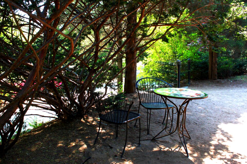 Wood nature outdoor