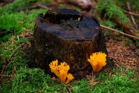 Forest fungus on tree stump morsch photo