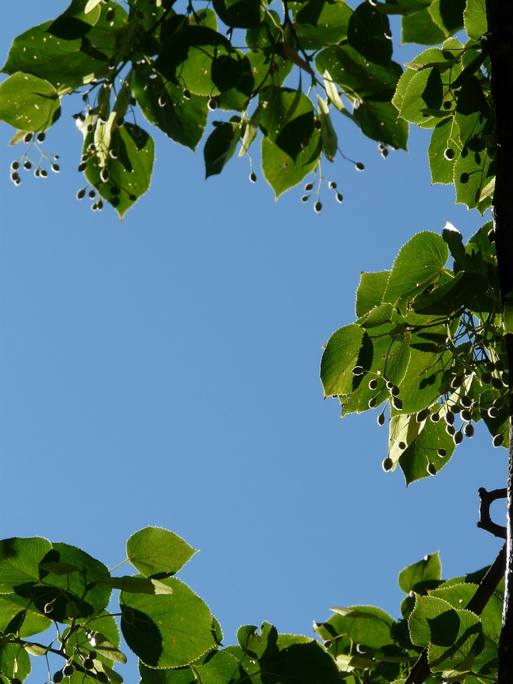Tree linden seeds fruits