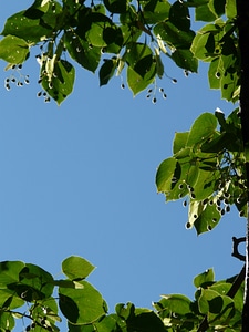 Tree linden seeds fruits photo