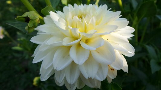 White dahlia flower photo