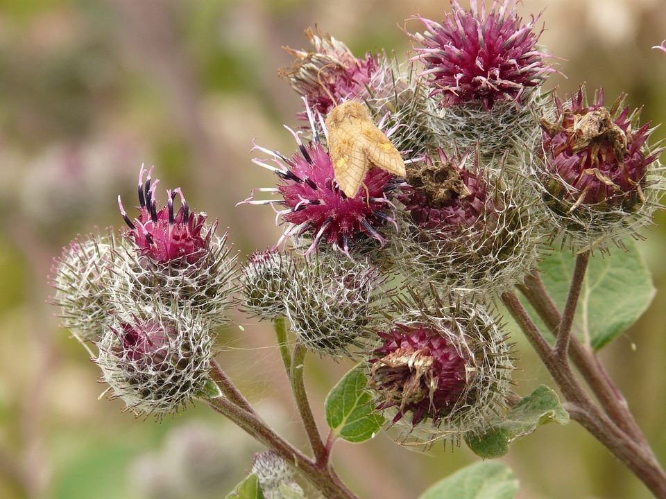 Bloom arctium tomentosum burdock