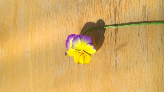 Bright pansy tree