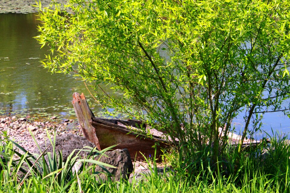Lake plants wood