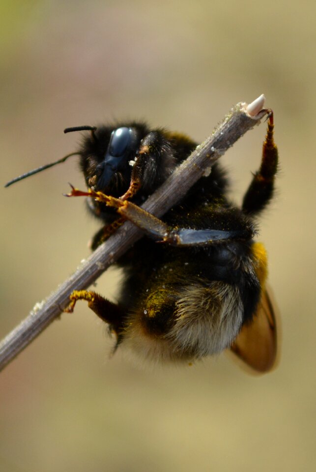 Blade of grass bee insect