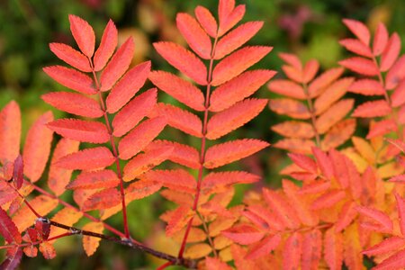 Autumn leaf colors photo