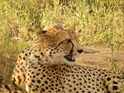 Guepard african desert