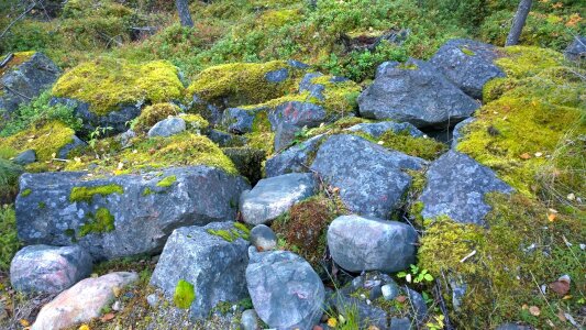 Nature photo stone moss