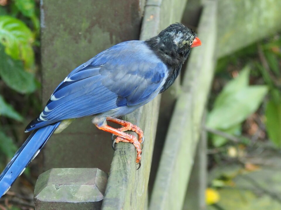 Taipei eye juvenile birds