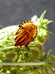 Macro insects plant